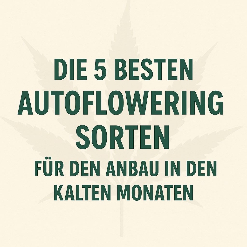 Die 5 besten Autoflowering Sorten für die kalten Monate