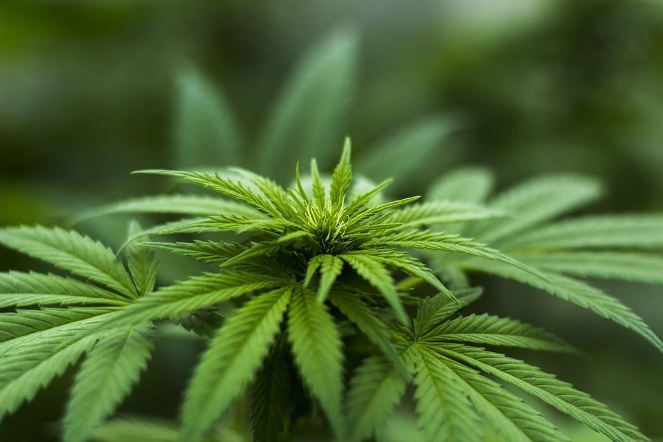 Cannabisbluete-blog-blueteduenger.jpg