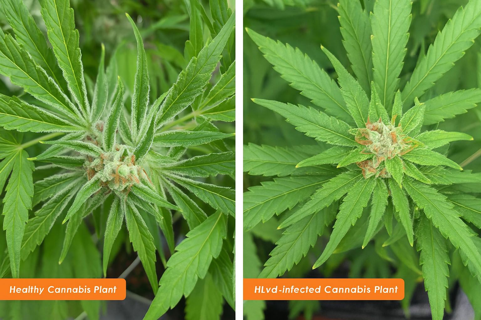 Hop Latent Viroid (HLVd) bei Cannabis – die unsichtbare Gefahr im Growraum
