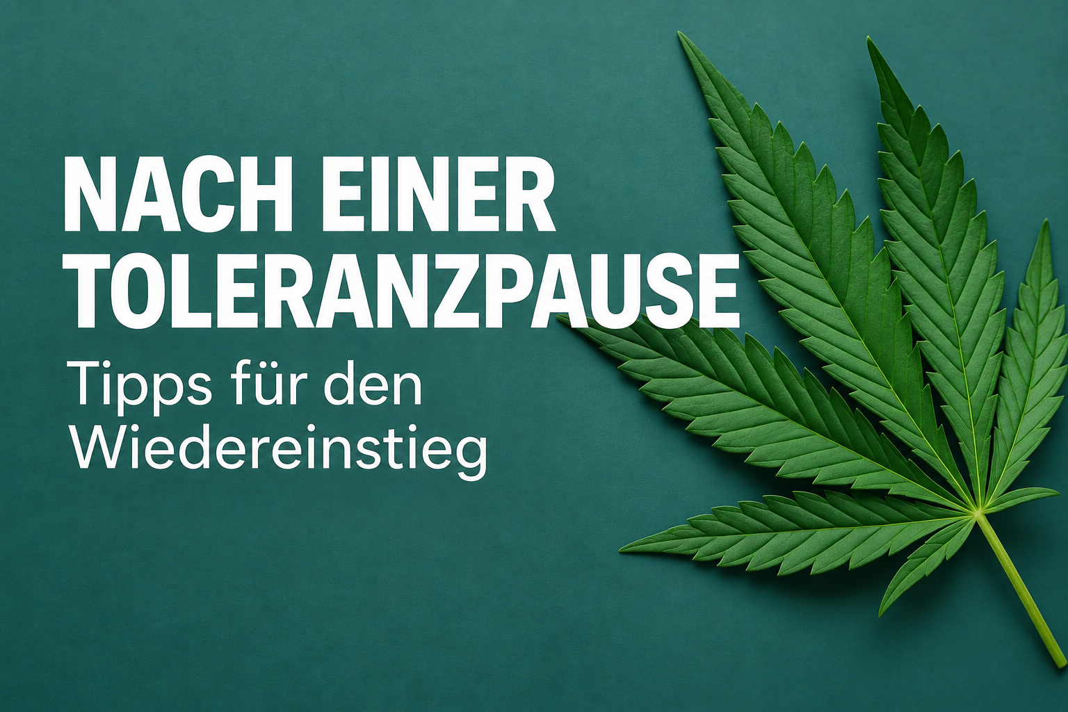 Cannabis nach der Toleranzpause: So steigst du bewusst und sicher wieder ein