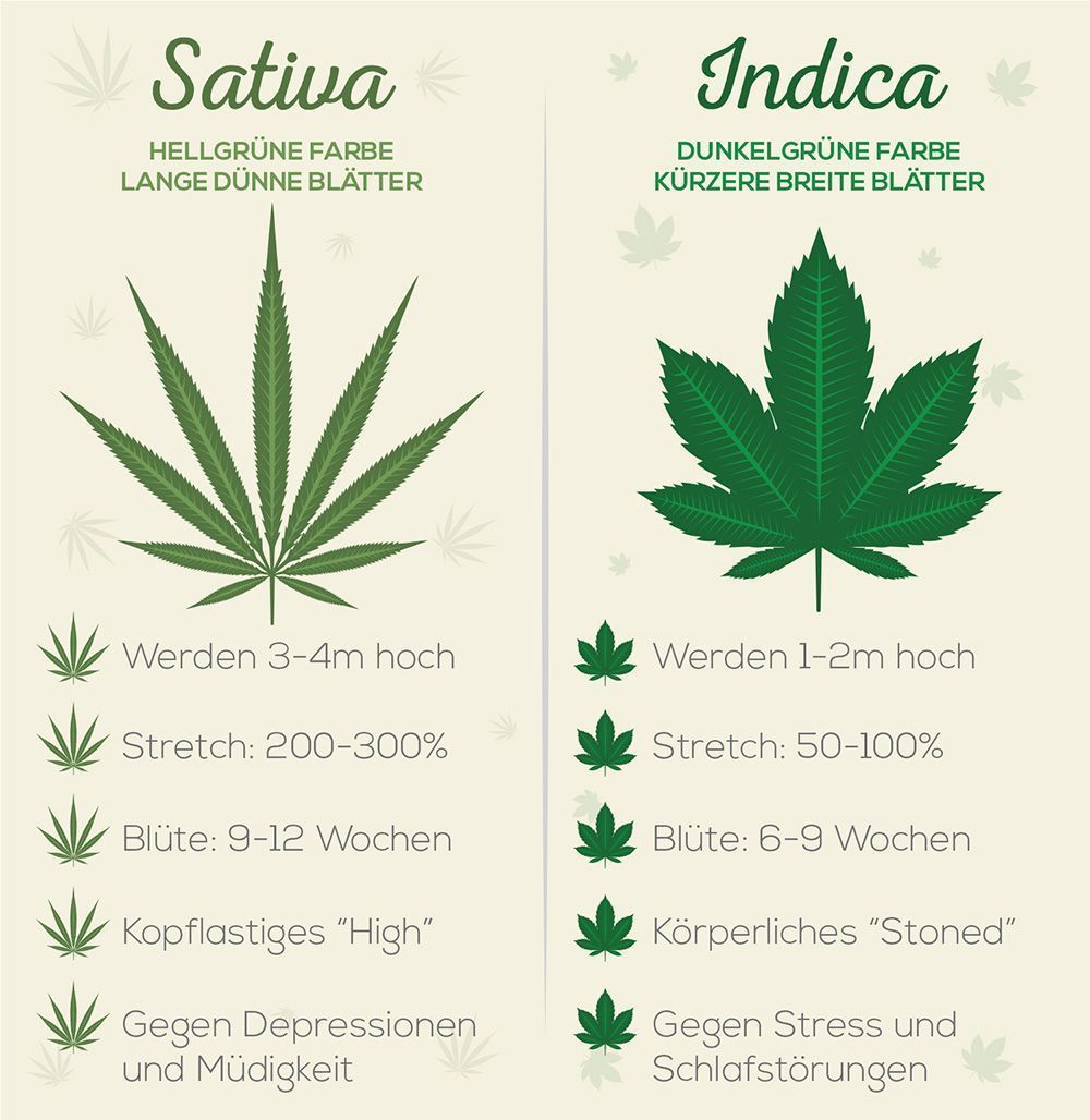 Cannabis Indica, Sativa und Ruderalis: Fachbegriffe und Anwendungsgebiete einfach erklärt