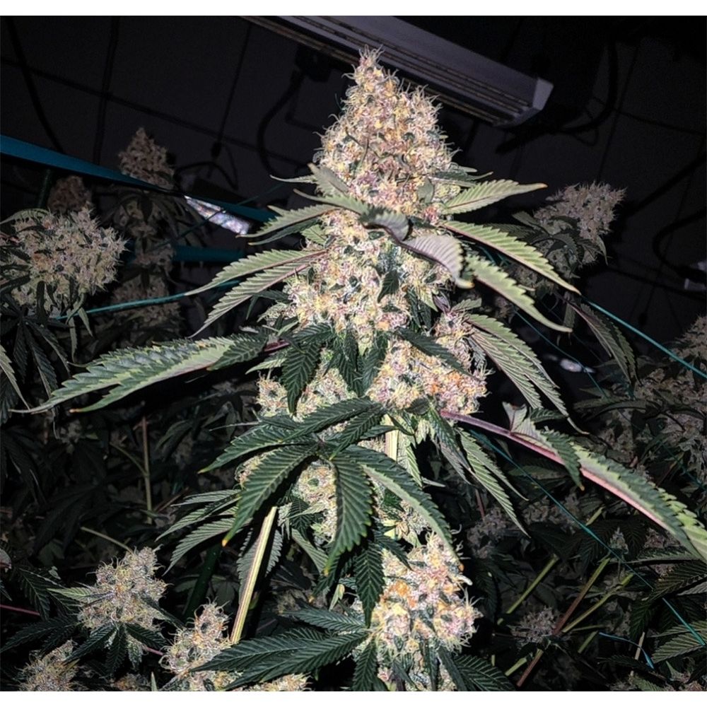 Ethos Genetics Lemon Whhip Haze IBL Feminisierte Blüte