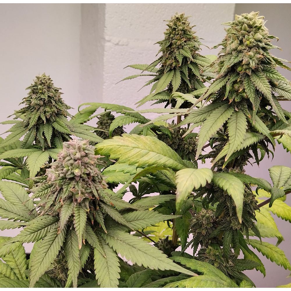 ACE Seeds Kashmir Reguläre Hanfsamen Cannabisblüte