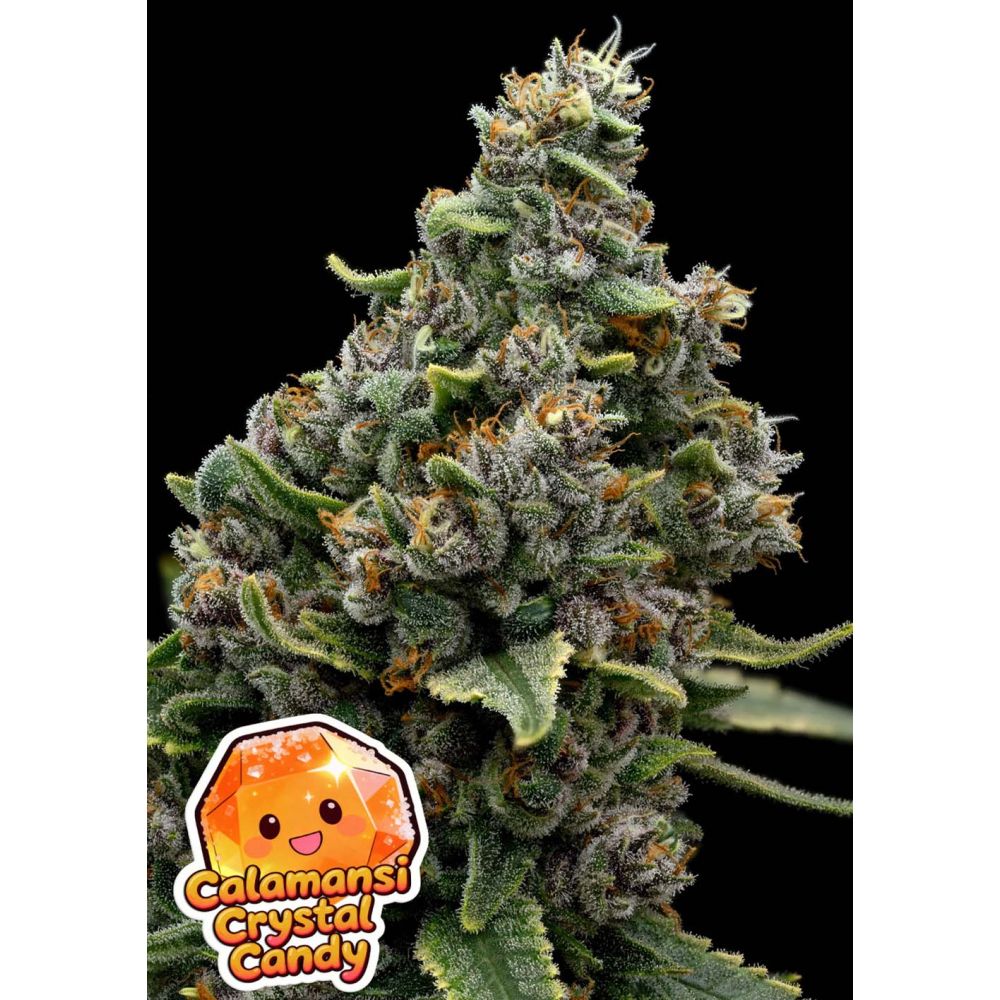 Anesia Seeds Calamansi Crystal Candy Feminisierte Cannabissamen Blüte