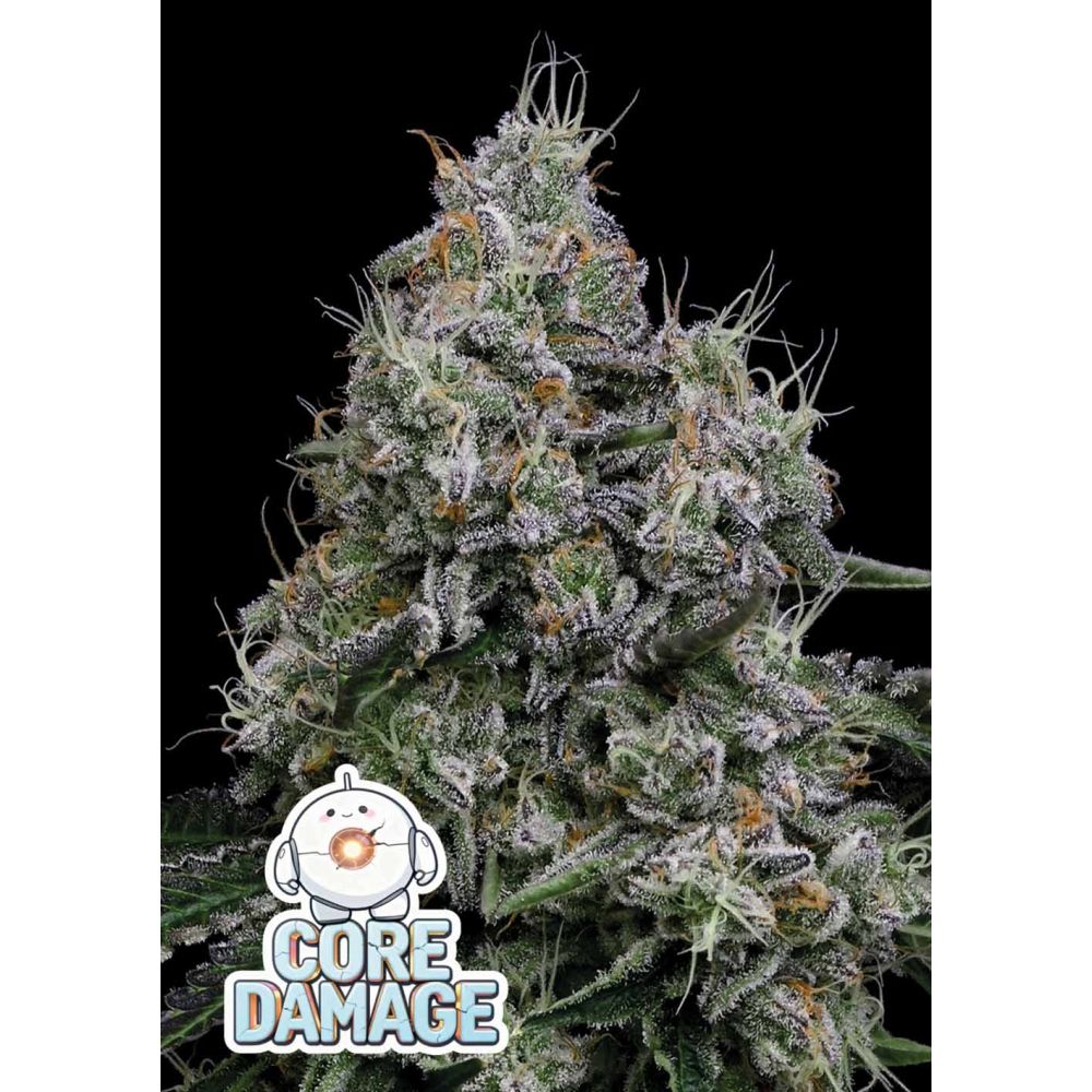 Anesia Seeds Core Damage Feminisierte Cannabissamen Blüte