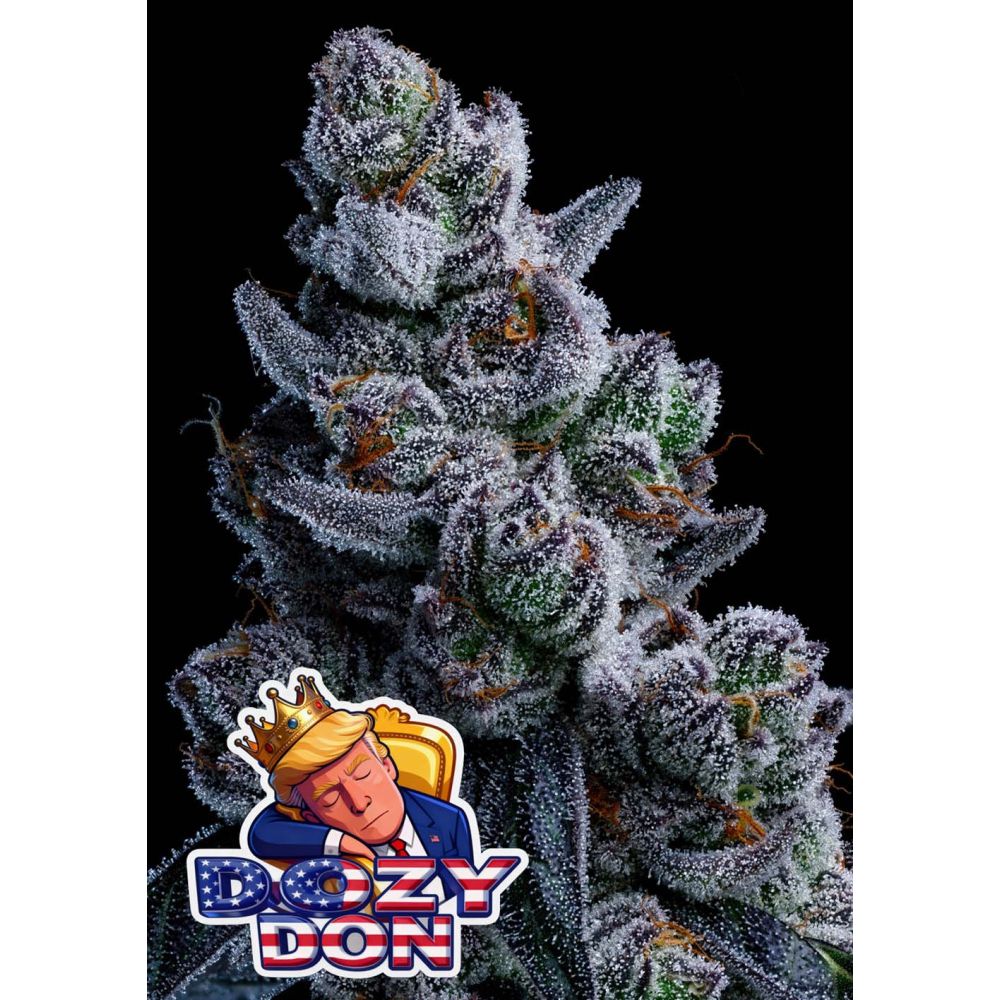 Anesia Seeds Free Dozy Don Feminisierte Cannabissamen Blüte