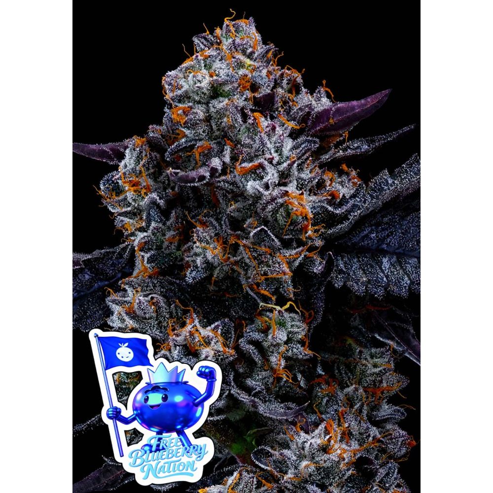 Anesia Seeds Free Blueberry Nation Feminisierte Cannabissamen Blüte
