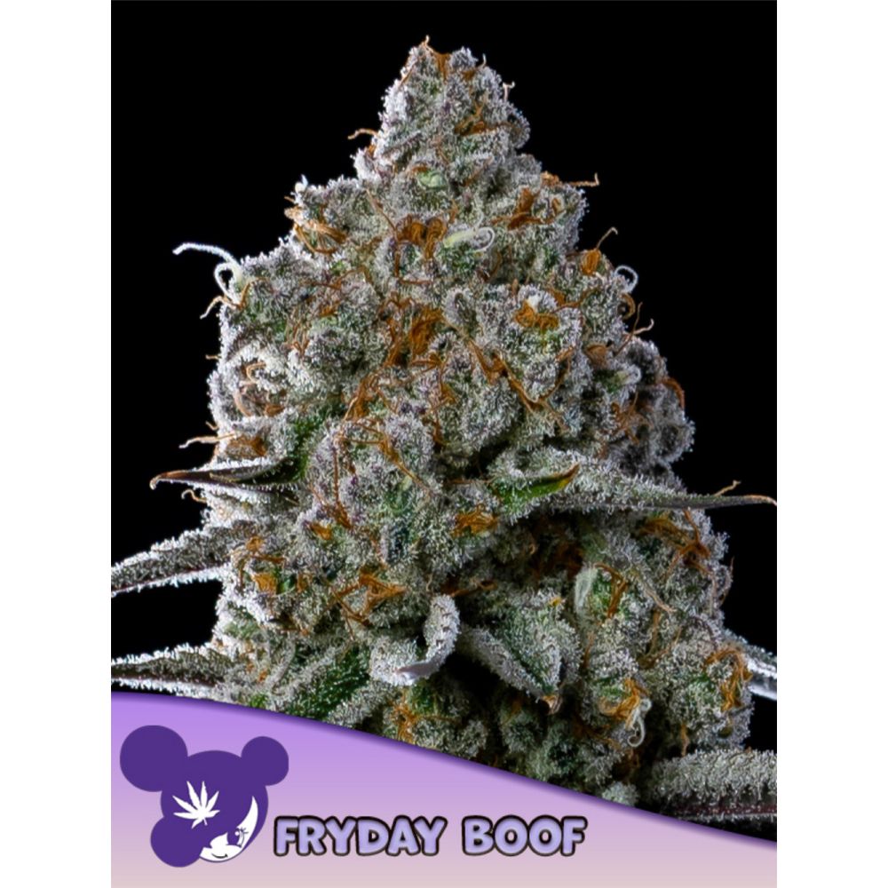 Anesia Seeds Fryday Boof Feminisierte Cannabissamen Blüte