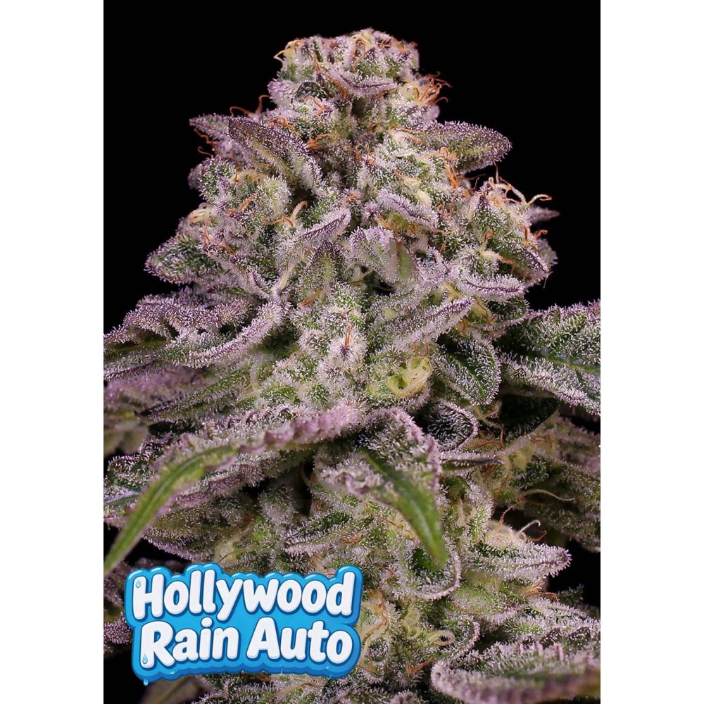 Anesia Seeds Hollywood Rain Automatic Cannabissamen Blüte