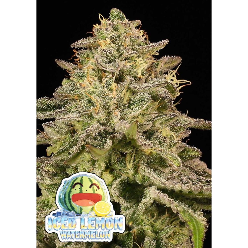 Anesia Seeds Iced Lemon Feminisierte Cannabissamen Blüte