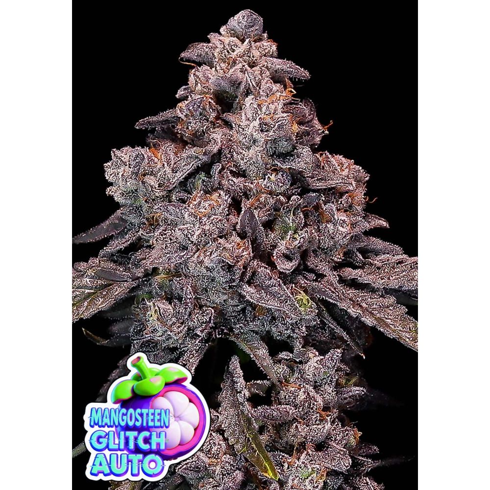 Anesia Seeds Mangosteen Glitch Automatic Cannabissamen Blüte