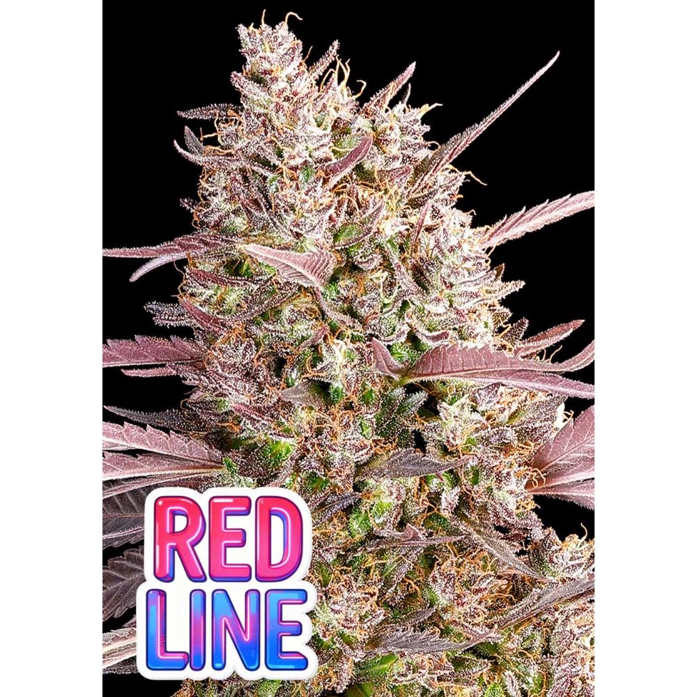 Anesia Seeds Red Line Feminisierte Cannabissamen Blüte