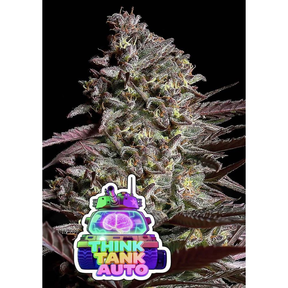 Anesia Seeds Think Tank Automatic Cannabissamen Blüte
