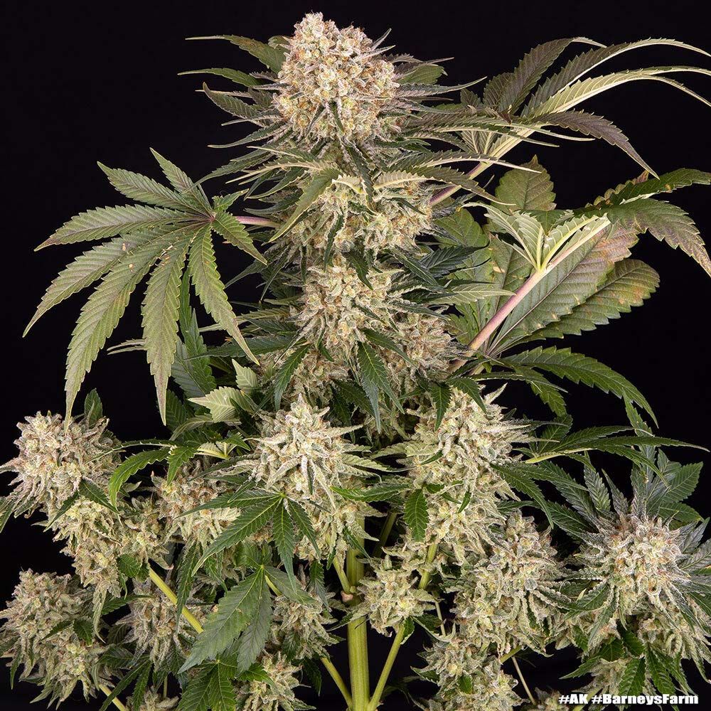 Barneys Farm Ak47 Feminisierte Hanfsamen