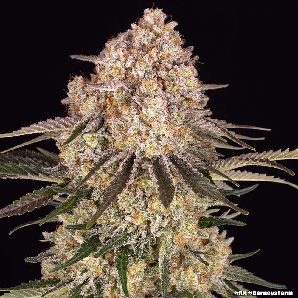 Barneys Farm Ak47 Feminisierte Hanfsamen