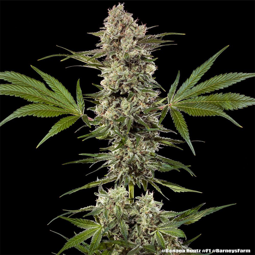 Barneys Farm Banana Runtz F1 Hanfsamen Blüte