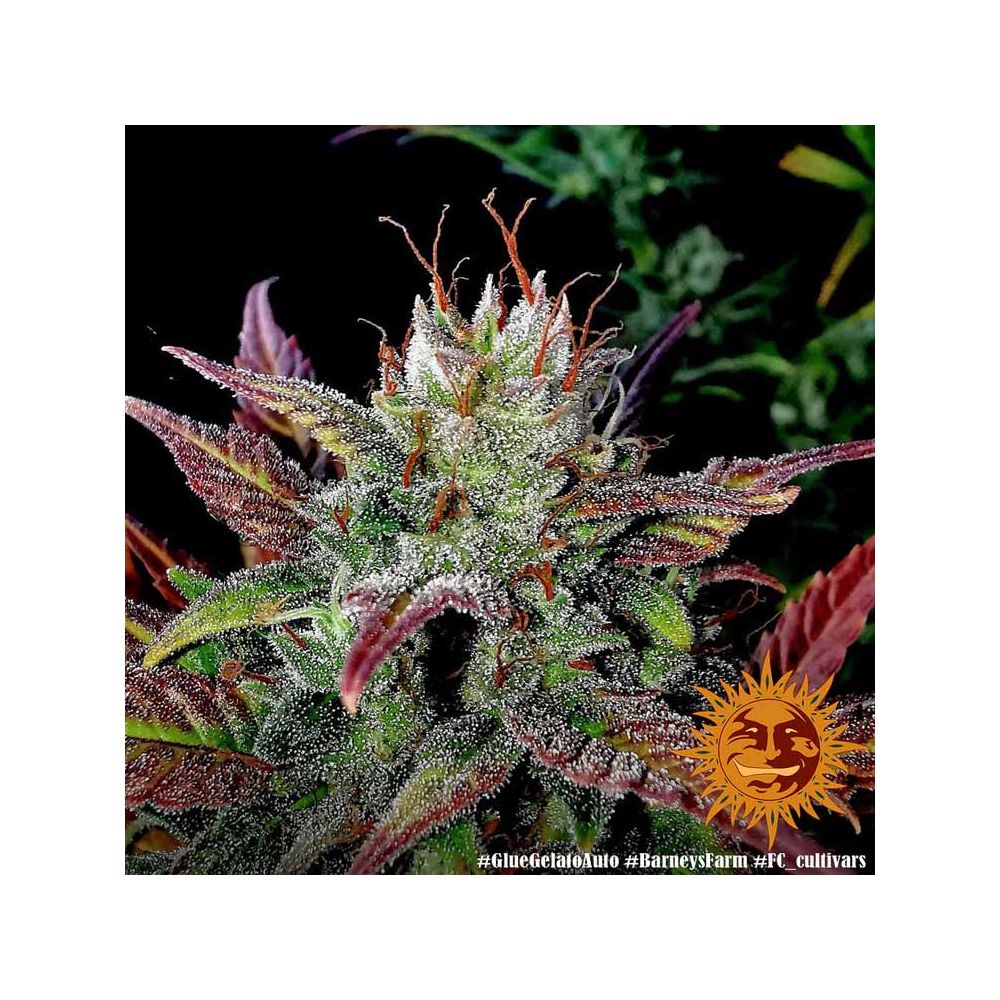 Barneys Farm Glue Gelato Automatic Hanfsamen Blüte
