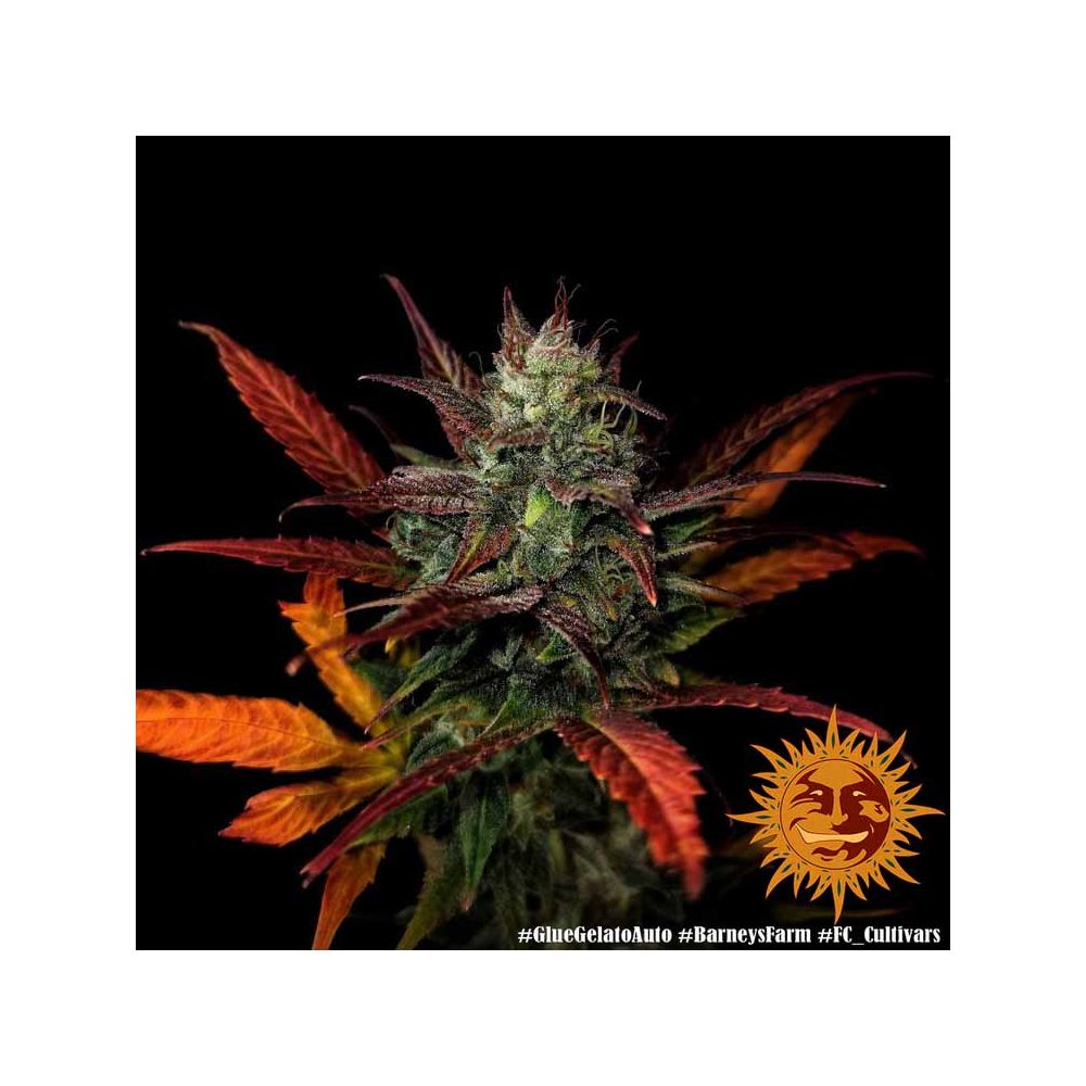 Barneys Farm Glue Gelato Automatic Hanfsamen Blüte