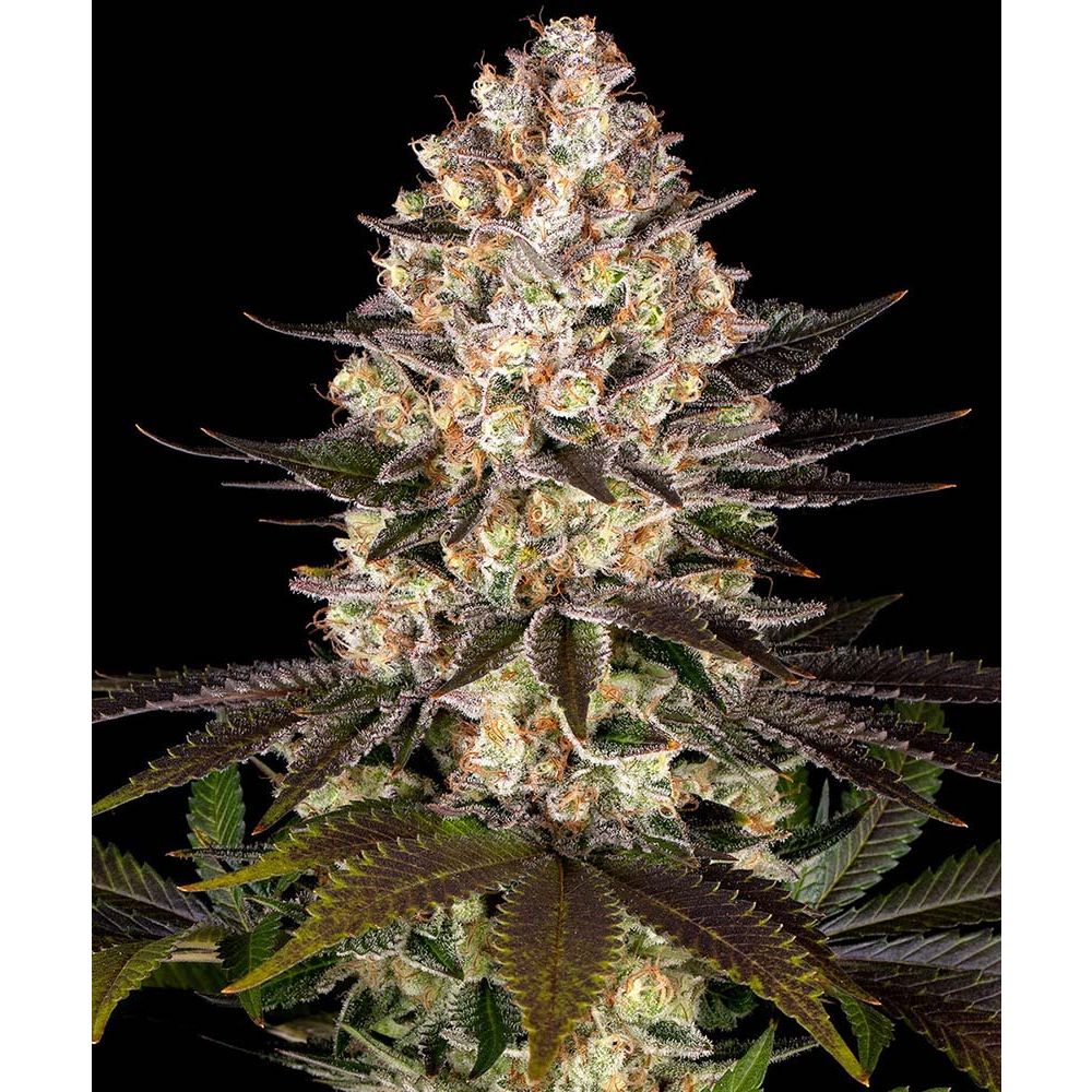 Barneys Farm Hindu Kush Feminisierte Hanfsamen