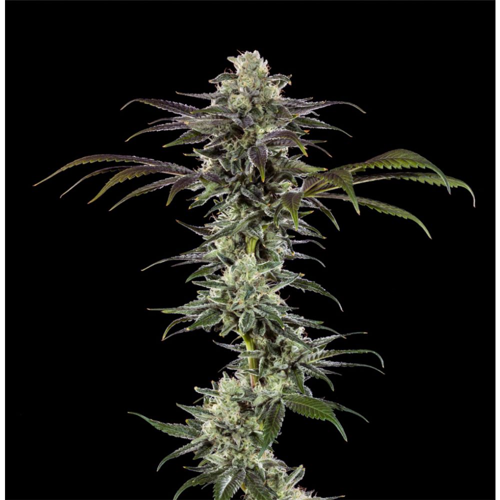 Barneys Farm RS11 F1 Hanfsamen Blüte