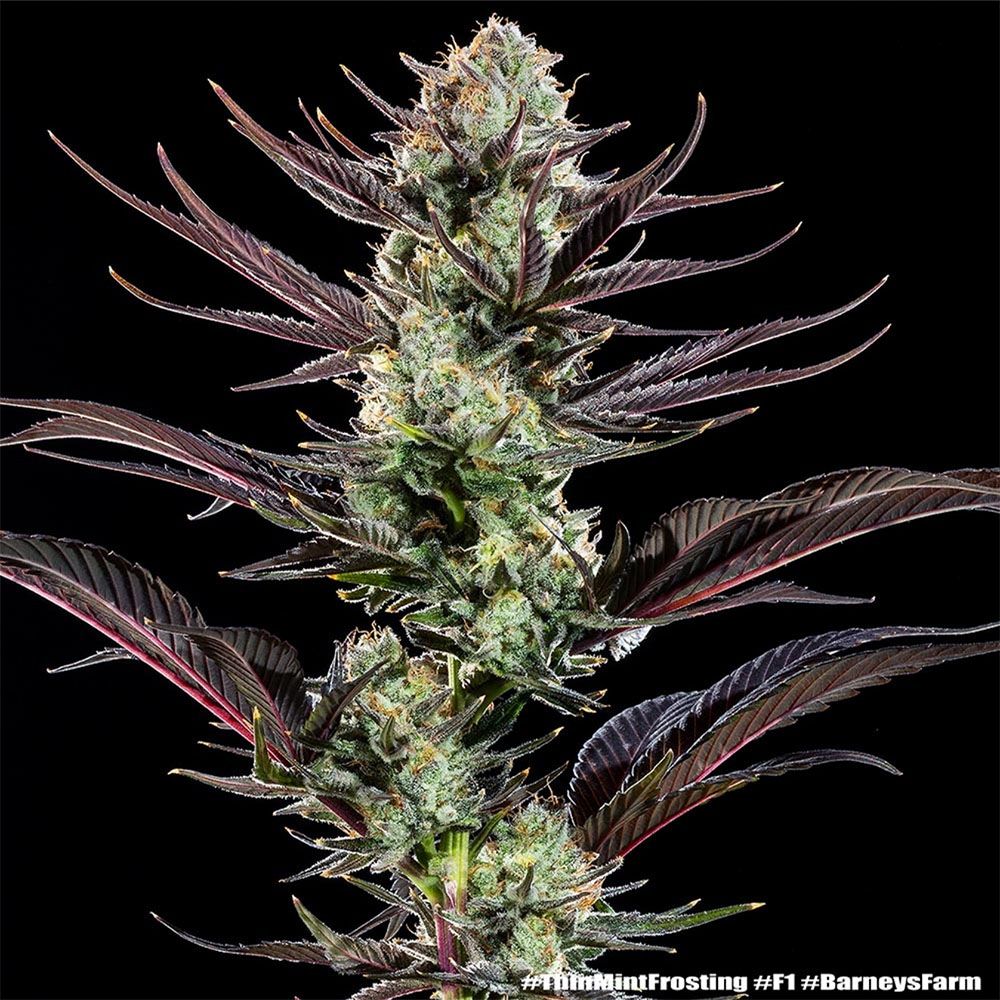 Barneys Farm Thin Mint Frosting F1 Hanfsamen Blüte