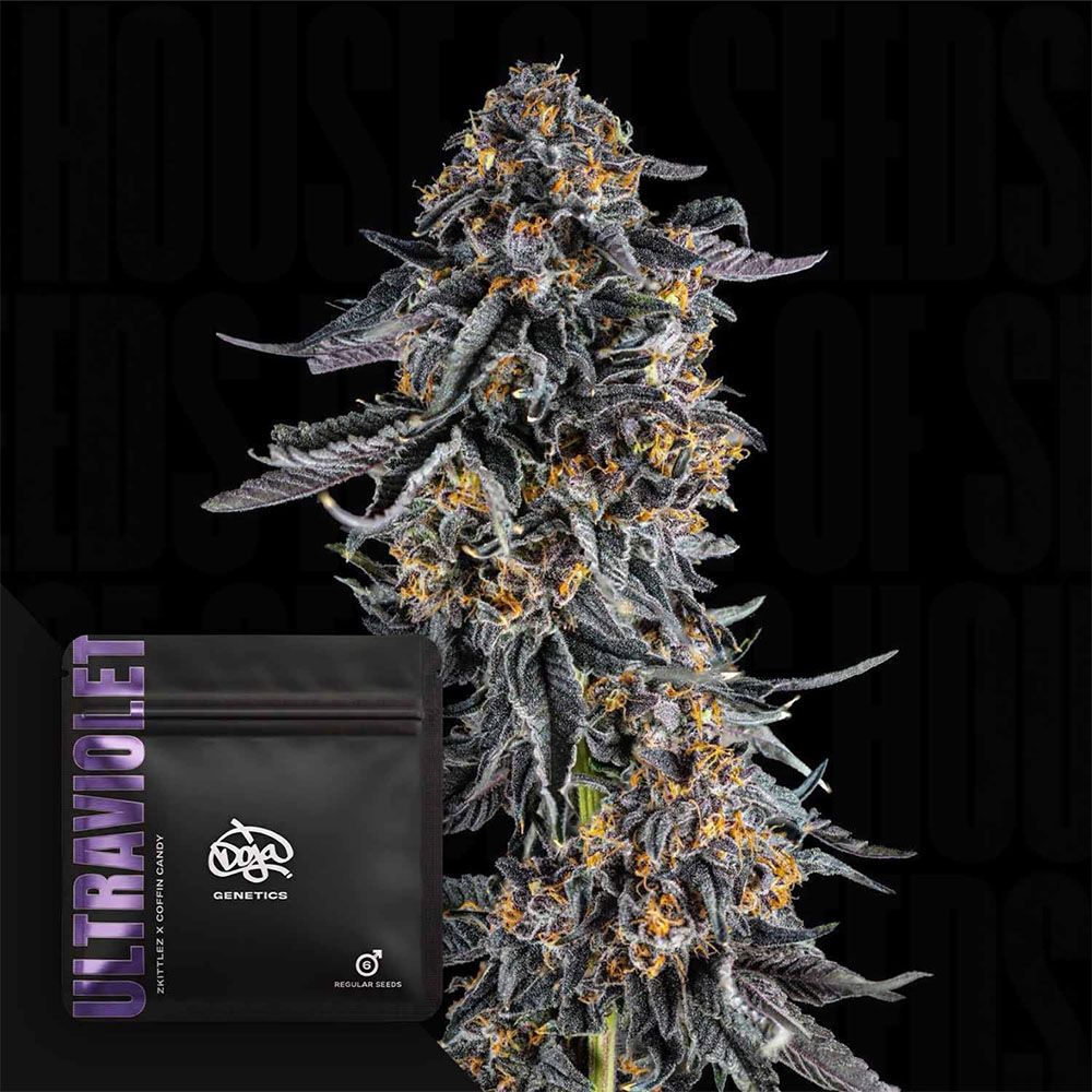 Doja Ultraviolet Reguläre Cannabissamen Blüte