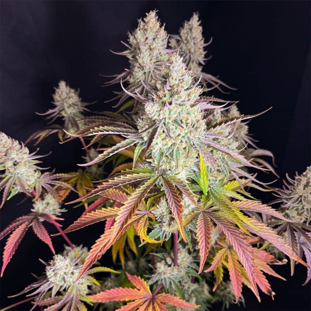 Dutch Passion Fruit bomb Punch Feminisierte Hanfsamen Cannabisblüte