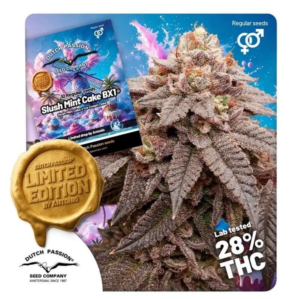 Dutch Passion Pink Slush Mint Cake BX1 Reguläre Hanfsamen Cannabisblüte