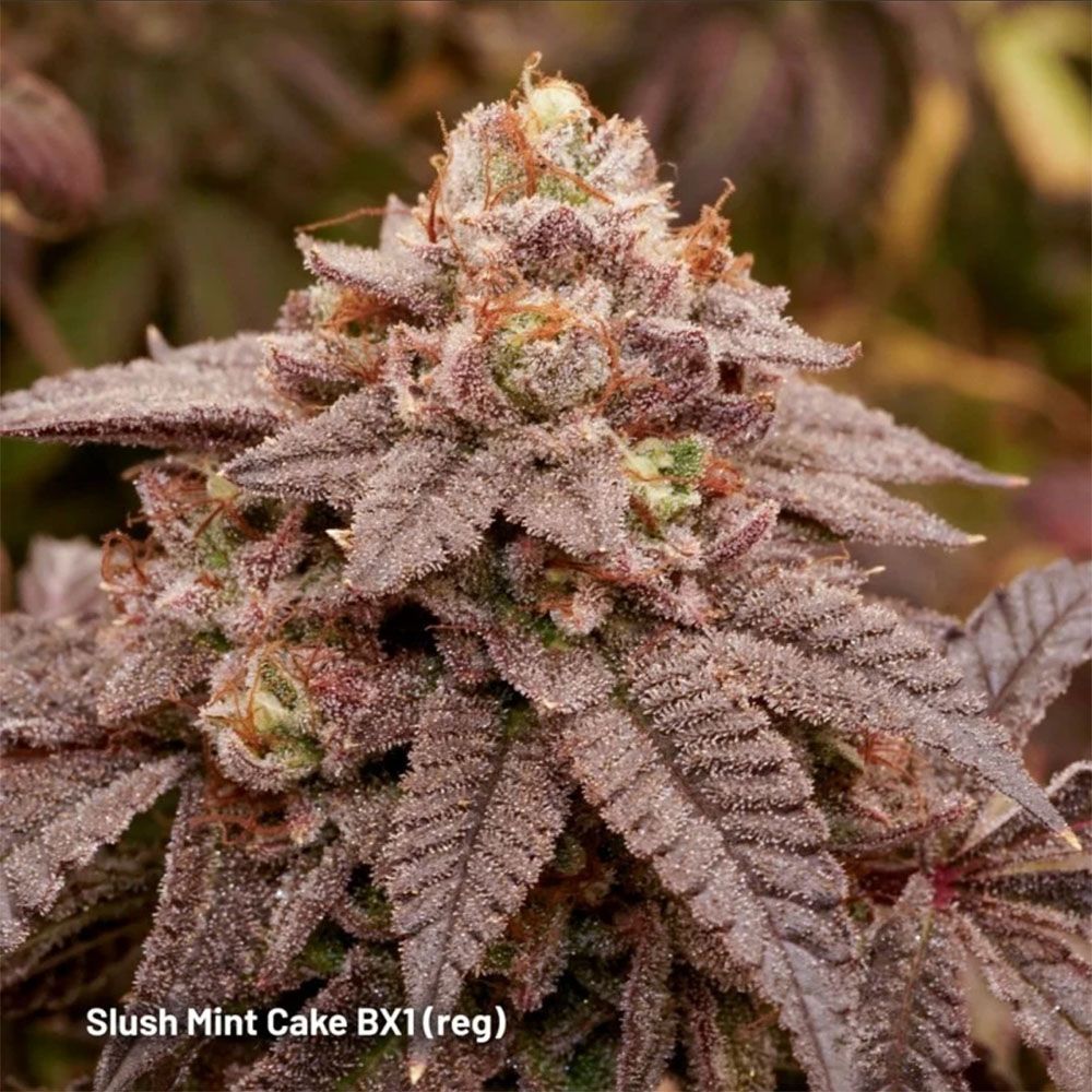 Dutch Passion Pink Slush Mint Cake BX1 Reguläre Hanfsamen Cannabisblüte
