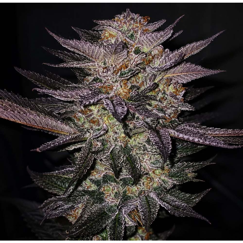 Ethos Genetics Atomic Fuego R1 Feminisierte Blüte