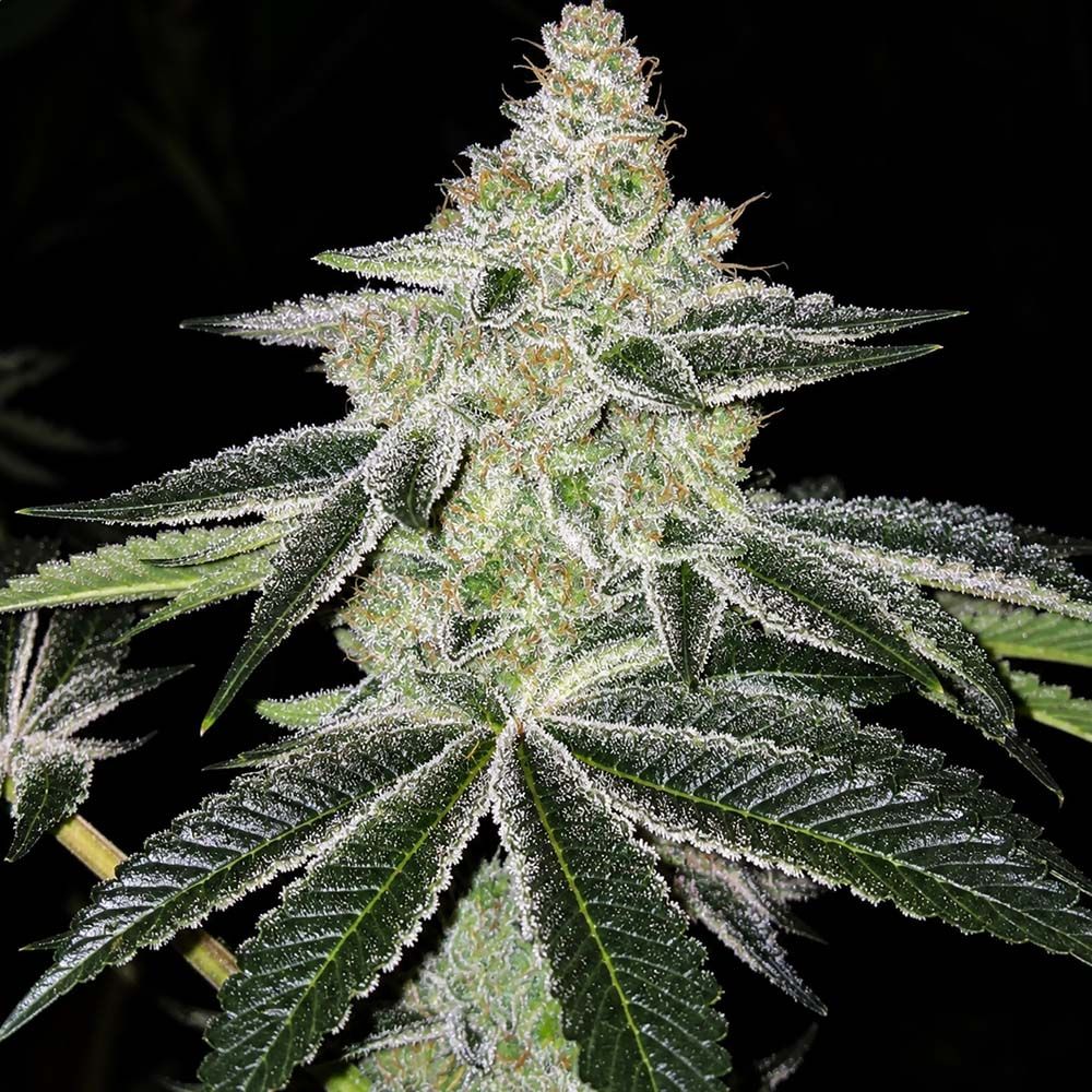 ,Ethos Genetics Chama! R1 Feminisierte Blüte