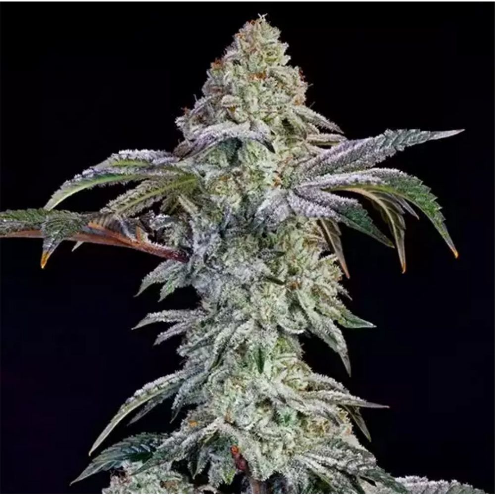 Ethos Genetics Grandpa's Cookies #6 S1 Feminisierte Blüte