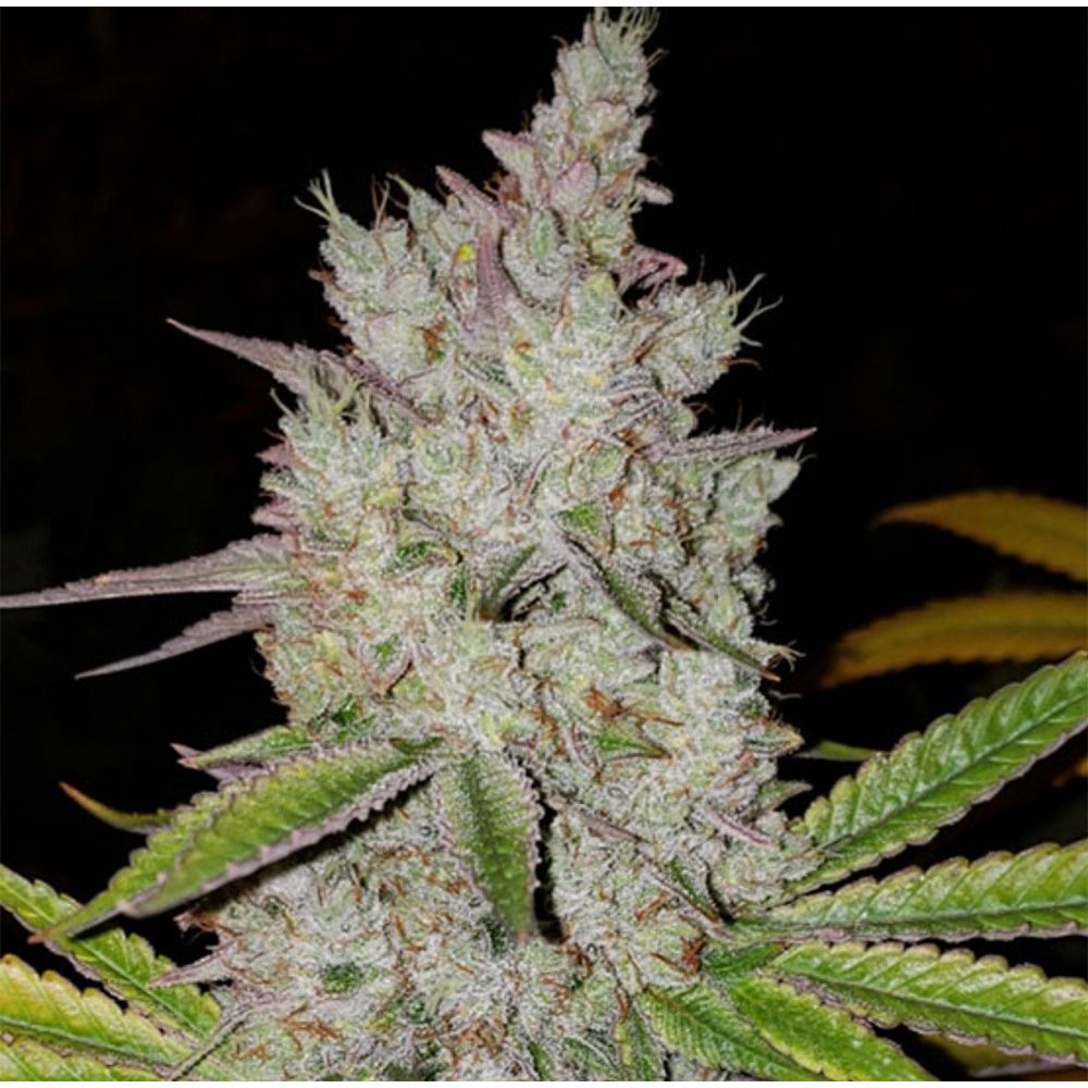 Ethos Genetics Lilac Diesel RBX2 Auto Hanfsamen Cannabisblüte