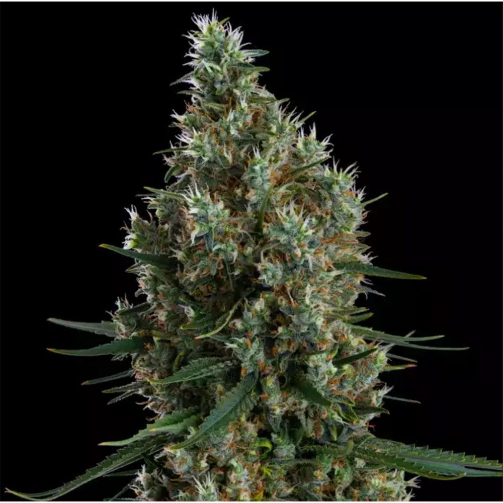 Ethos Genetics Zweet Inzanity RBX Feminisierte Blüte