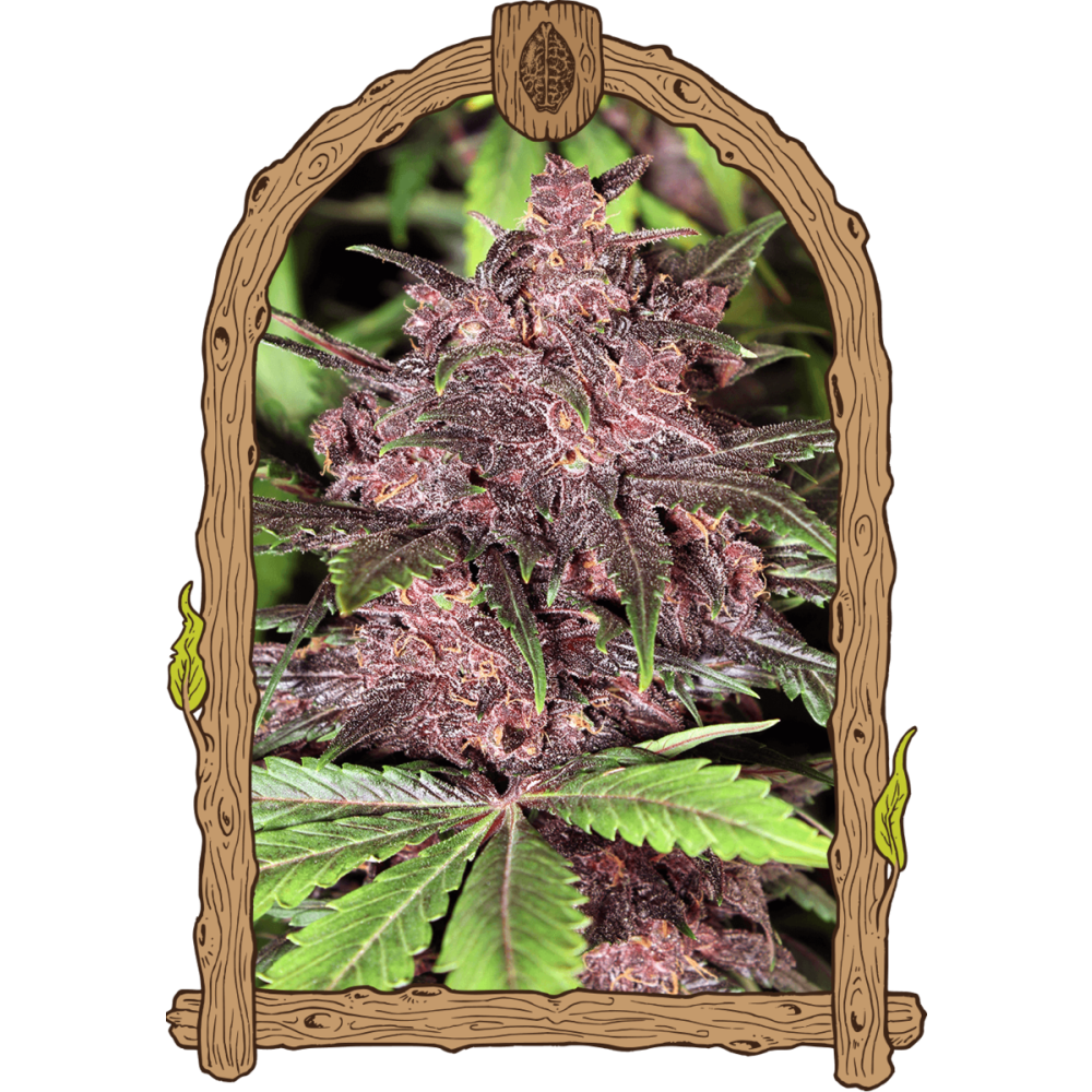 Exotic Seeds Black Haze Automatic Hanfsamen