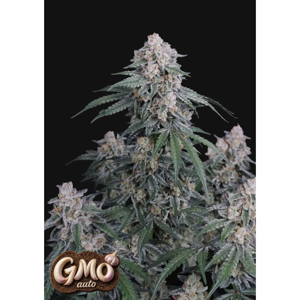 420 FastBuds GMO Automatic Hanfsamen