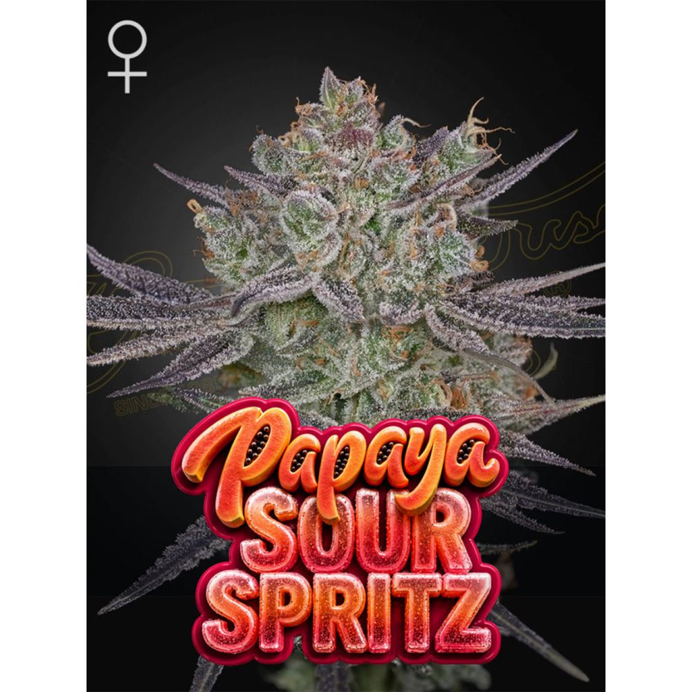 Green House Seeds Papaya Sour Spritz Feminisierte Cannabissamen
