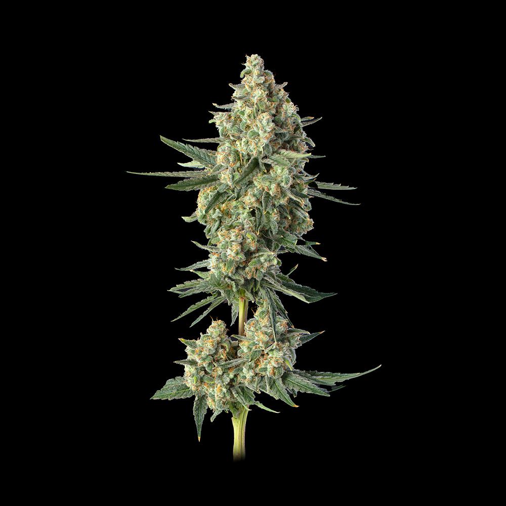 Happy Valley Genetics Downtown Haze Feminisierte Hanfsamen Blüte