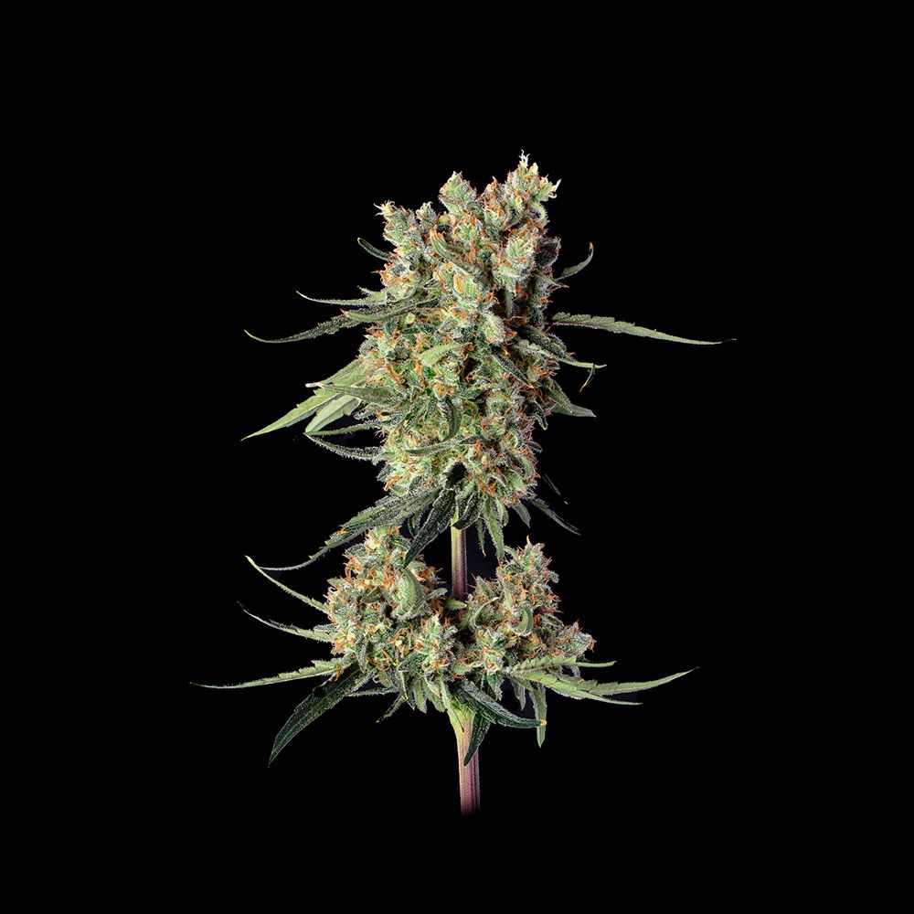 Happy Valley Genetics Lemdawg Feminisierte Hanfsamen Blüte