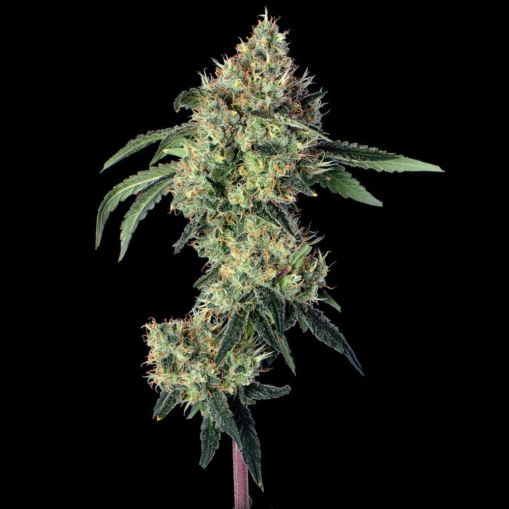 Happy Valley Genetics Lemon Prime Feminisierte Hanfsamen Blüte