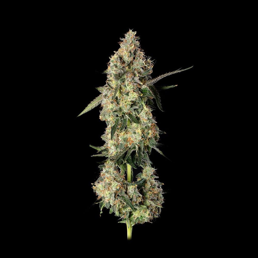 Happy Valley Genetics Lemon Smuggler Feminisierte Hanfsamen Blüte