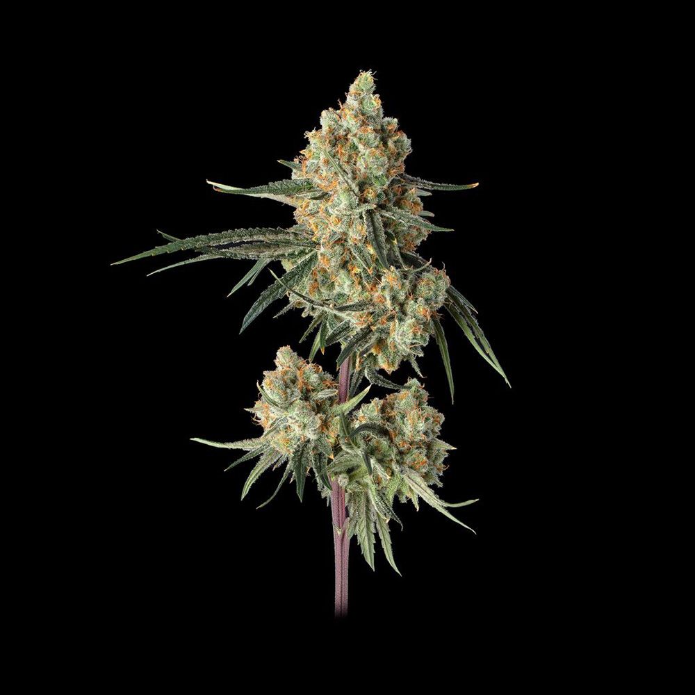 Happy Valley Genetics Sour Berry Shake Feminisierte Hanfsamen Blüte