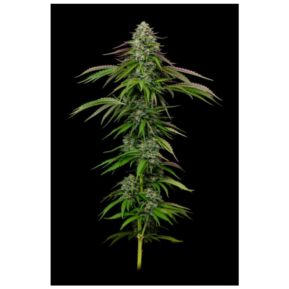 Humboldt Seed Company Garlic Budder Auto Hanfsamen Blüte