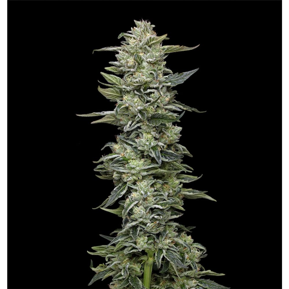 Humboldt Seeds Co Honey Bear Feminisierte Hanfsamen Cannabis Blüte