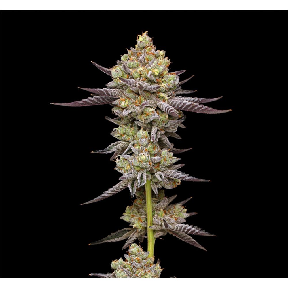 Humboldt Seeds Co Puff Pastry Feminisierte Hanfsamen Cannabis Blüte