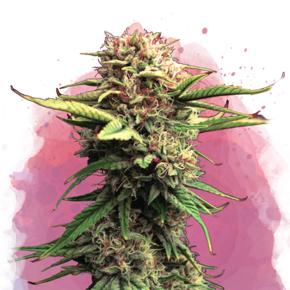 Nirvana Seeds Jock Horror Feminisierte Hanfsamen