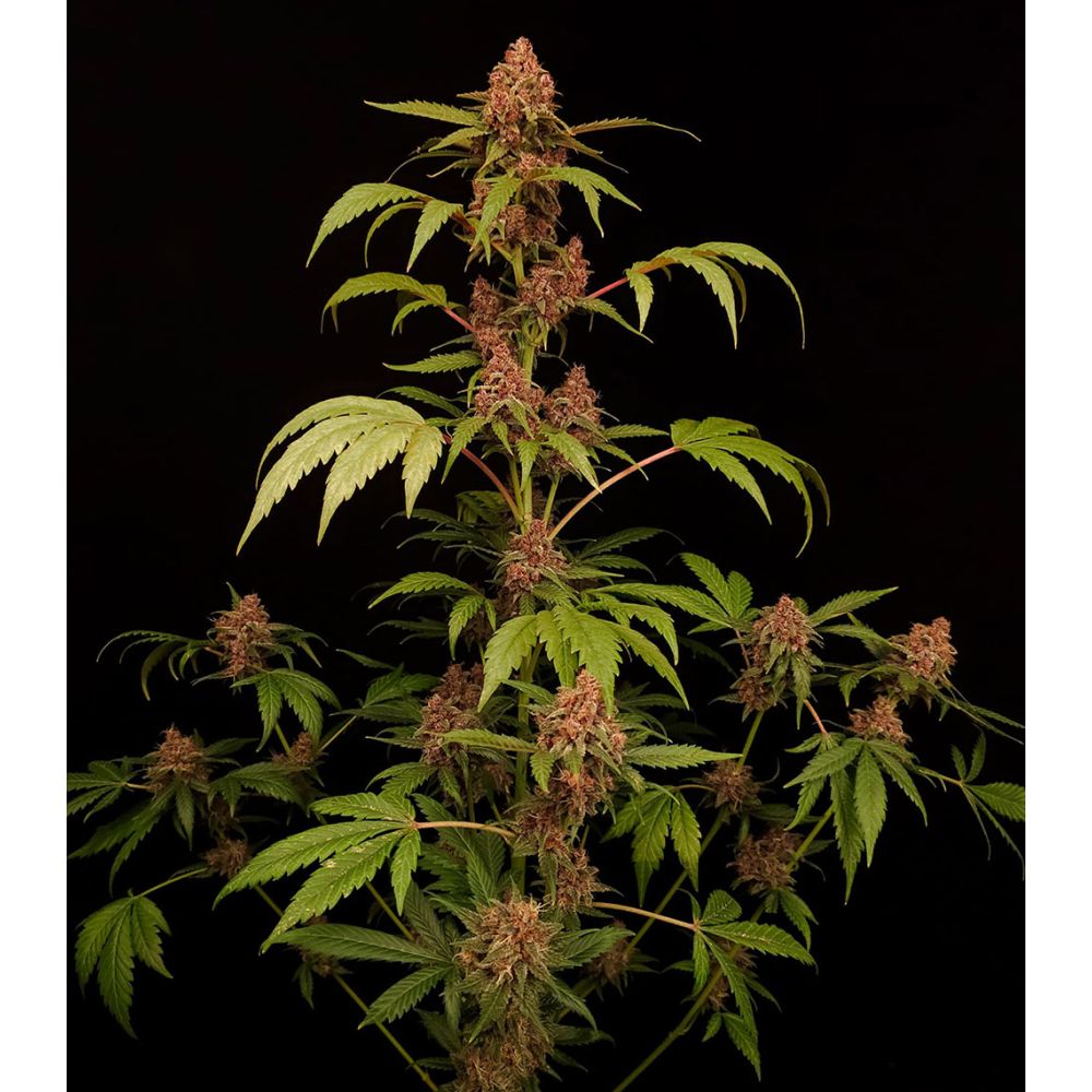 Paradise Seeds Banana Purple Automatic Cannabissamen