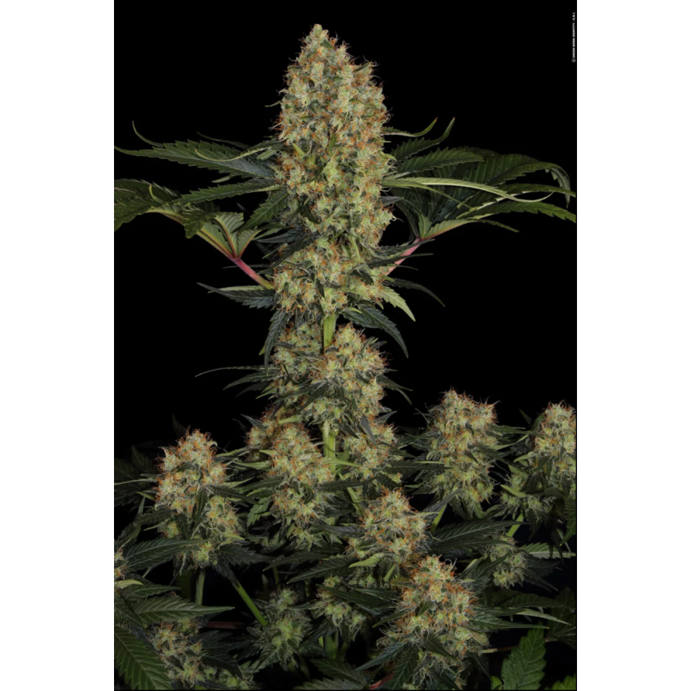 Paradise Seeds Mendocino Skunk Feminisierte Hanfsamen