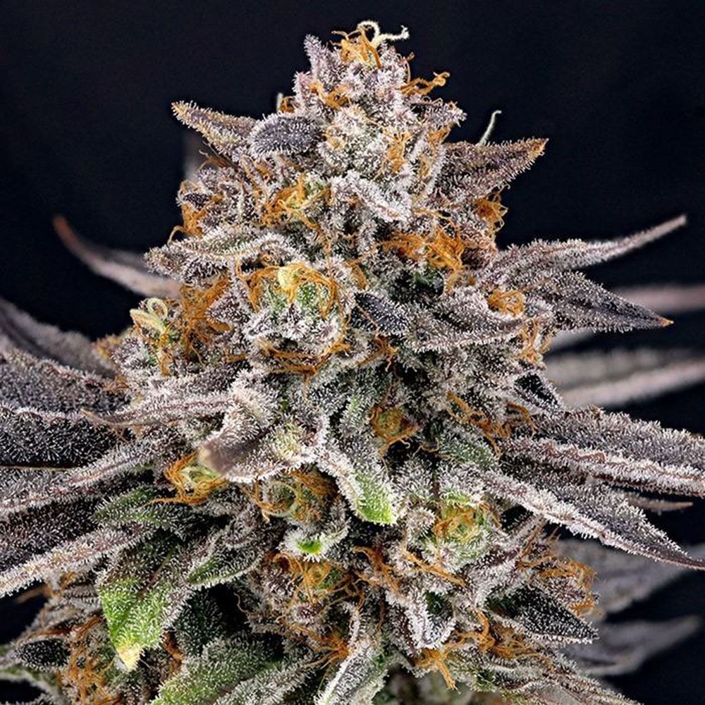 Ripper Seeds CandyGaz Feminisierte Cannabissamen Cannabisblüte