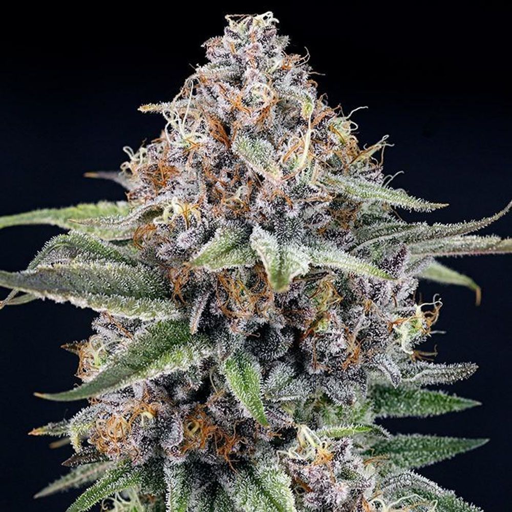 Ripper Seeds EyeBallz Feminisierte Cannabissamen Cannabisblüte